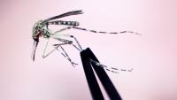 West Nile Virus found in mosquito samples in 3 Rhode Island communities