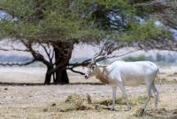 The addax: A vanishing ghost of the Sahara