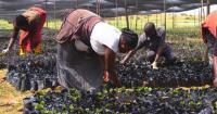 Duty-free access offers Nigerian farmers, manufacturers golden ticket to Chinese market
