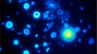Cell biochemistry beyond membranes: The physics of condensates