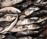 Africa’s most populous nation eyes bigger China market after securing zero-tariff seafood access