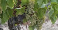 ARAG-Asaja denounces that in Rioja there are too many wineries that adjust their accounts at the expense of the grape grower.