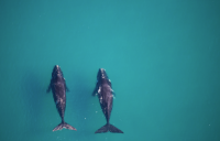 Novotel and WWF-Australia Partner to Protect Whale Migration Corridors