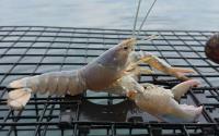 Fisherman catches rare ‘cotton candy’ lobster off Down East Maine