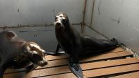 PETA demands Missouri State Fair ban animal acts after sea lion vehicle crash