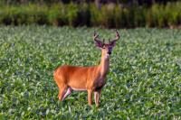 12 Early-Season Deer Food Sources to Focus On Right Now