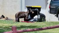Colorado sees record pace of bear reports amid drought and food shortages
