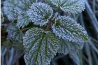 Weather: Morning frost to hit one province as cloudy conditions move in