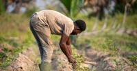 FAO to host regional dialogue on innovative financing for agrifood systems