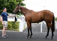 Poet’s Word Gelding Leads The Way As Curtain Falls On Tattersalls Ireland August NH Sale