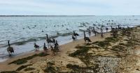 Circuit court decision on Lake Michigan shoreline access expected by Sept. 4