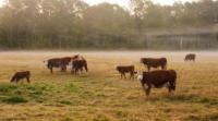 Dry weather cuts hay yields, pushes cattle off pastures early in South Dakota