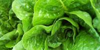 Illinois has 1,260 cases of Cyclospora, Iowa hits 300