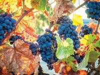 Tariffs, Canadian retaliation crush U.S. wine, beer industries