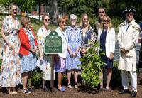 Daughters of the American Revolution Gifts Liberty Tree to Salisbury University
