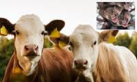 Warning over incurable mad cow disease infecting humans as new threat closes in on US