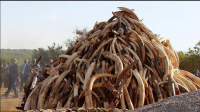 Vietnam seizes nearly 1.2 tons of illegal ivory, animal bones shipped from Africa