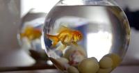 Releasing pet fish threatens health of local waterways