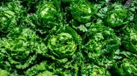 Cyclospora cases rise in Palm Beach County. What vegetables are safe?