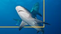 New federal law allows shark attack alerts on phones. But will states actually send them?