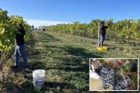 Layoffs rock California wine business as Americans ditch drinking