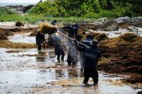 Mexico races to clear record seaweed surge from Caribbean beaches
