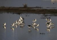 Bill to ‘Trump-proof’ California wetlands fails