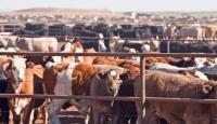 US Targets Nigeria’s Livestock Sector In Fresh Trade And Investment Push