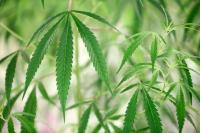 Canada Invests $24 Million To Study Impact Of Cannabis On Brain Health