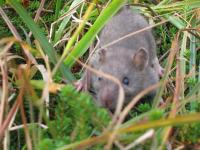In Idaho, public health officials are trying to curb the rat infestation — with a $250K fund