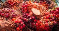 Malaysia to launch palm oil-based immersion cooling fluid for data centers