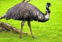 Wings clipped: Government restricts movement of birds