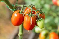 Get Out & Grow: Tomato Woes