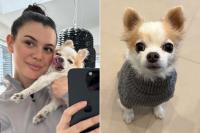 Woman Takes Beloved Chihuahua with Cancer to a Private Norwegian Island for One Last Big Adventure (Exclusive)