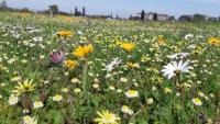 Cape Town parks left unmowed for spring blooms