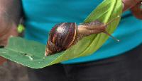 Authorities step up efforts to eradicate Giant African Snail
