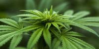 Judge refuses to delay Virginia hemp law as businesses brace for midnight deadline