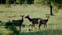 State buys 11,000 acres for new wildlife area