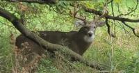 Wisconsin deer farm quarantined after chronic wasting disease detected in Buck