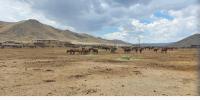 BLM Nevada planning contingencies for wild horses in Palomino Valley