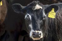 Tyson to sell WA beef plant, close facilities in Illinois, Utah