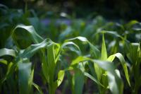 Precision Conservation Management Brings Data-Driven Conservation Decisions to Nebraska Farms