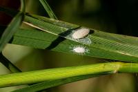 AgriLife Extension updates fact sheet with new pasture mealybug treatment