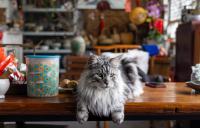 Maine coon cats: What to know about the big, fluffy breed