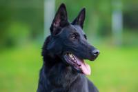 Black German Shepherd’s River Search for Dad Is the Sweetest Thing You’ll Hear