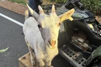 Wrong-Way ATV Flees Washington State Patrol, Then a Goat Joins In