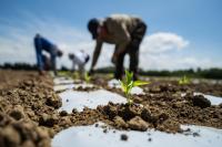 As summer heat waves intensify, North Carolina advocates push for farmworker protection