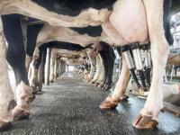 CHARLEBOIS: 10 myths Canadians need to stop believing about supply management