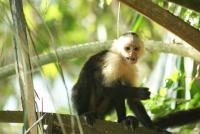 Costa Rica’s Wild Capuchin Monkeys Are Using AI Touchscreens