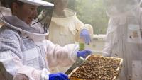Hive checks, mites, and medicine: Georgia vet students prepare to treat honeybees as colonies suffer steep losses